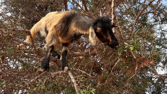 Agadir: funivia, Crocopark e tour delle capre sugli alberi