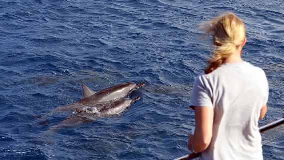 Oahu: 3 Zipline e crociera all-inclusive per osservare i delfini e fare snorkeling