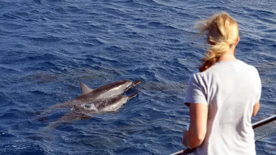 Oahu: 3 tirolesas y crucero de snorkel con avistamiento de delfines con todo incluido