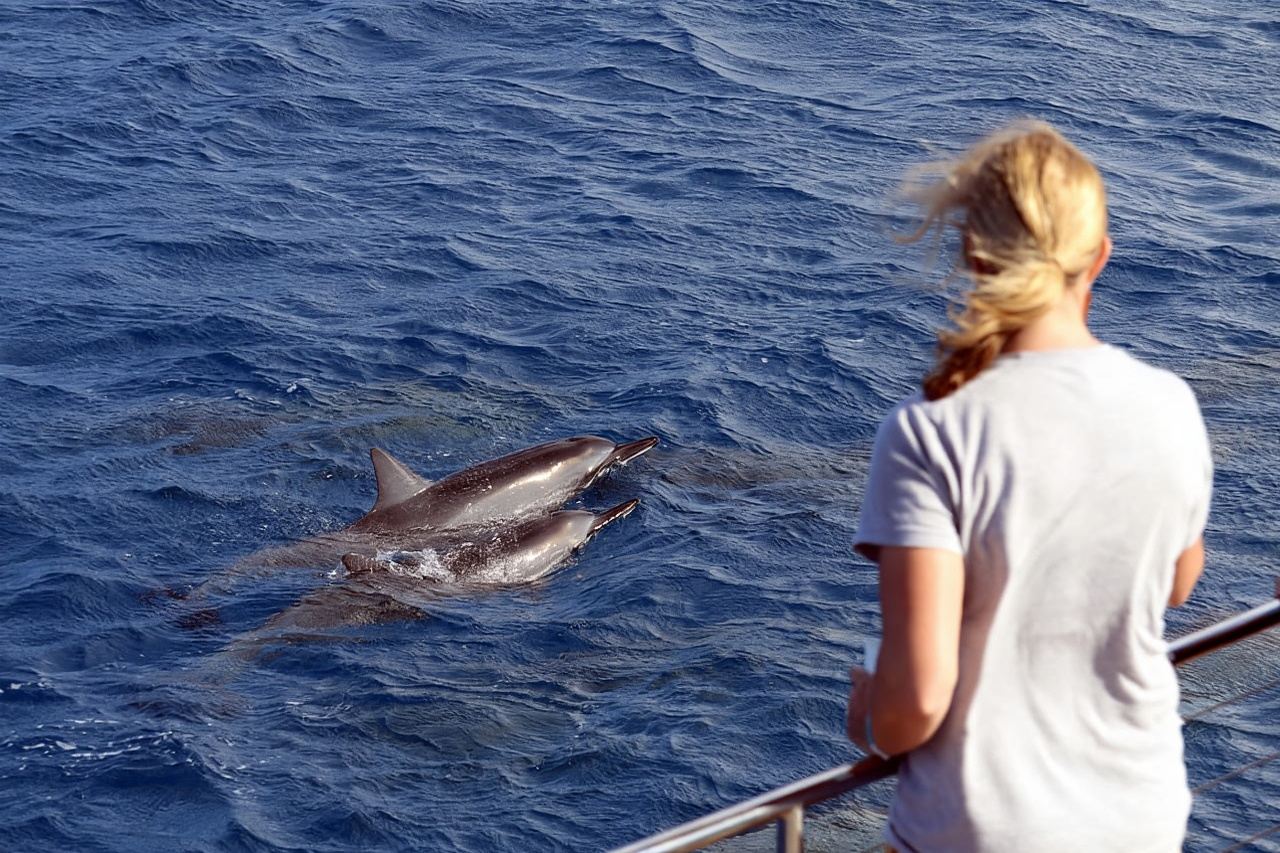 Oahu: 3 Zipline & All Inclusive Dolphin Watch Snorkel Cruise