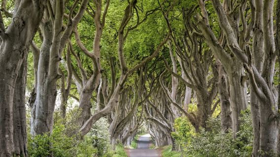Dublin: Chuyến tham quan Giants Causeway, Dark Hedges, Dunluce và Belfast