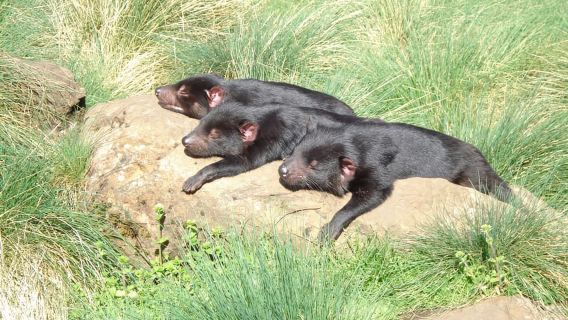 Devils at Cradle: Visita guiada con el guardián diurno y entrada al parque de vida silvestre