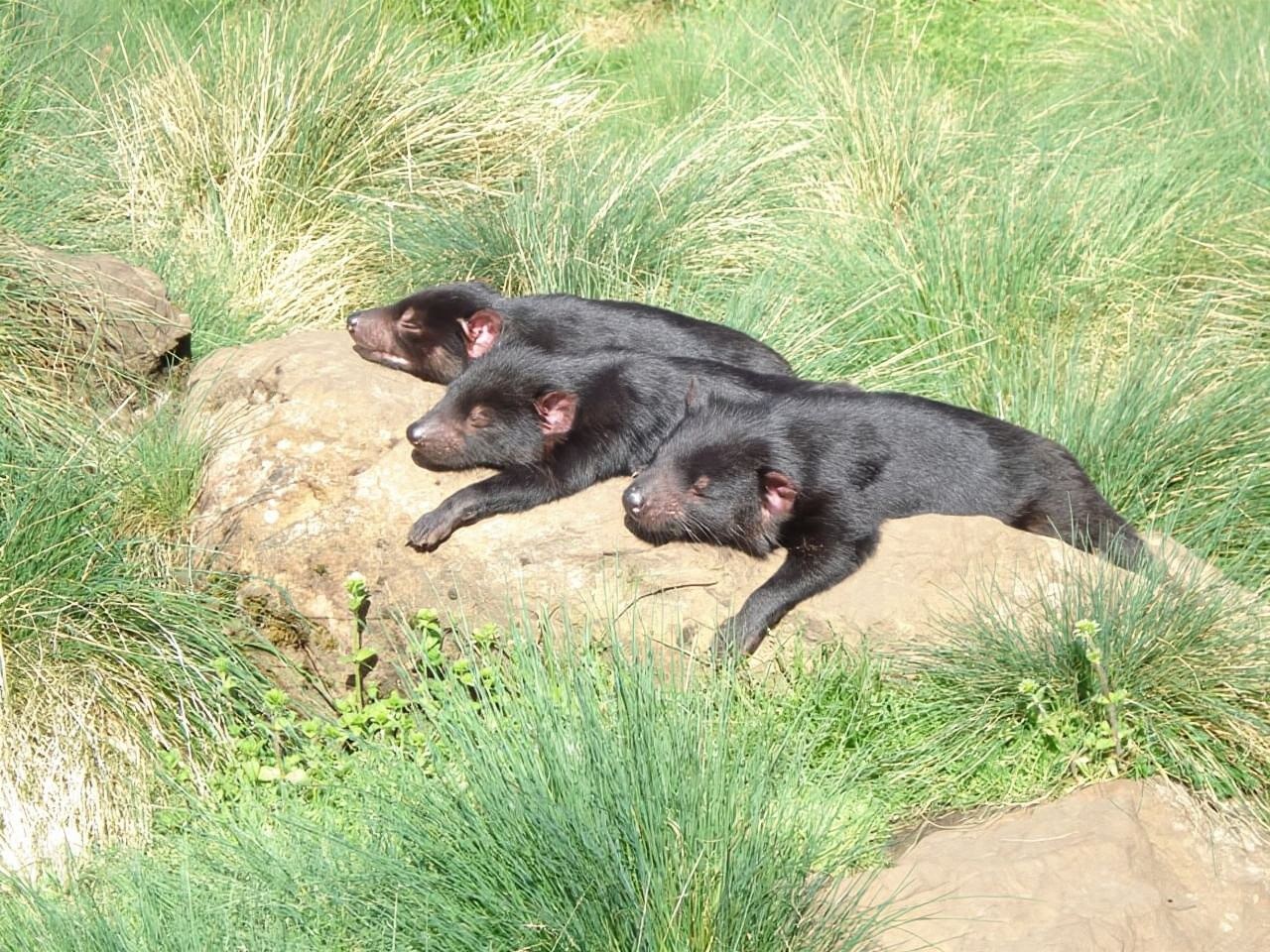 Devils at Cradle: Day Keeper Tour and Entry to Wildlife Park