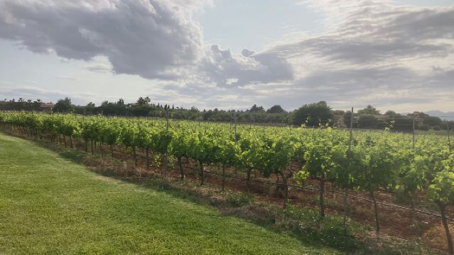 Mallorca: Weinberg- und Weintour zur Bodega Butxet mit Verkostung
