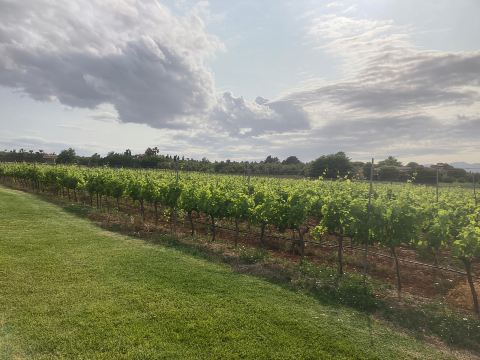 Mallorca: Visita a los viñedos y bodega Butxet con cata