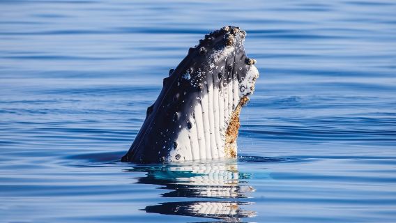 Золотой Берег: 2,5-часовой круиз для наблюдения за китами (отправление от пристани Морского парка в городе, устойчивый корпус, высокая вероятность увидеть китов)