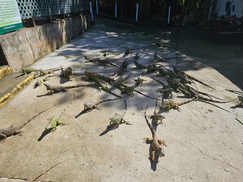 Peternakan Iguana Roatan, Monyet/Sloth & Pantai