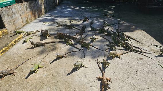 Roatan Wild-life Iguana Farm, Monkey/Sloth & Beach