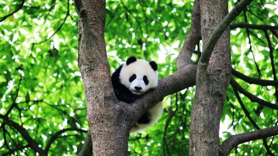 雅安碧峰峽一日遊【純包車&1單1團&自由出行&三環內接送】