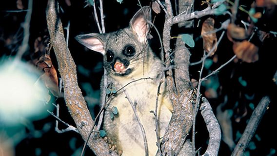 春溪國家公園+藍光螢火蟲夜遊【中文司導 酒店接送】