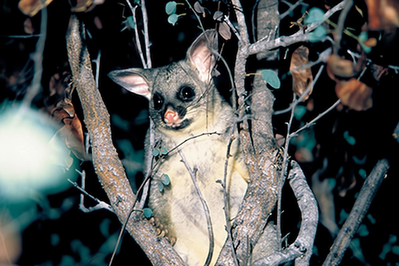 春溪國家公園+藍光螢火蟲夜遊【中文司導 酒店接送】