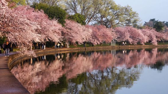 도쿄 벚꽃 익스프레스 투어(보트 탑승 포함)