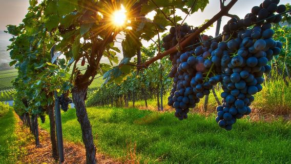 Wine Tasting in Frascati from Rome