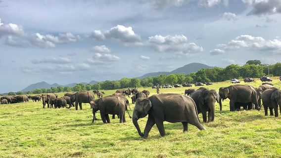 All Inclusive Private Safari in Minneriya National Park