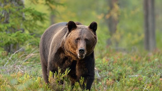 Small-Group Brown Bear-Watching Experience from Brasov