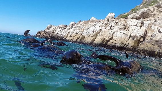 1.5-Hour Seal Viewing Boat Tour in Plettenberg Bay