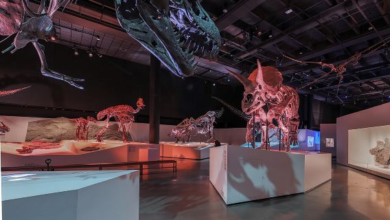 Ingresso generale al Museo di Scienze Naturali di Houston