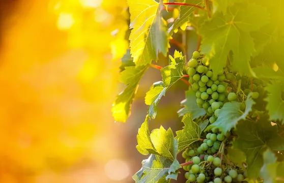 尼加拉湖濱小鎮3小時葡萄酒之旅