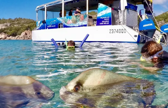 磁島探索之旅（含浮潛和槳板運動）