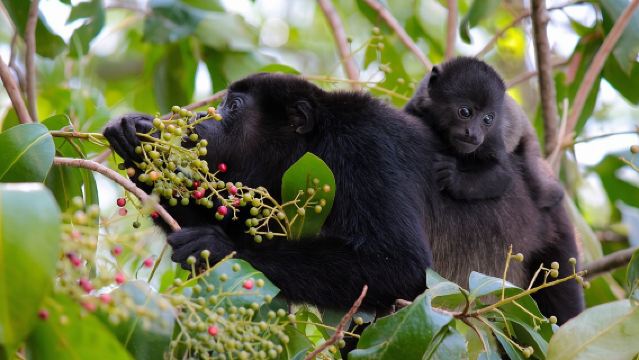 ทัวร์ล่องเรือปาโลเวอร์เด, ออร์เตกา