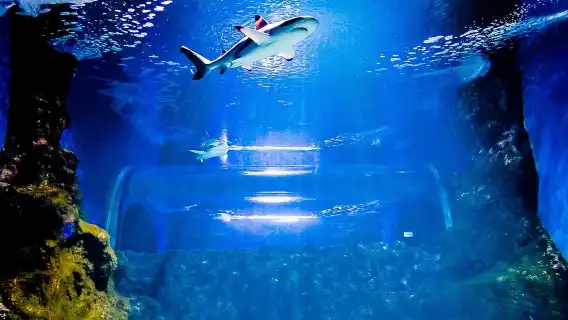 Lanzarote Aquarium: Skip The Line Ticket