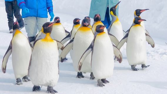 [Auto privata] Zoo di Asahiyama, Blue Pond, cascate di Shirahige, Ningle Terrace (da Sapporo)