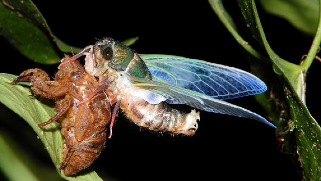 Tour nocturno en grupo pequeño por Monteverde