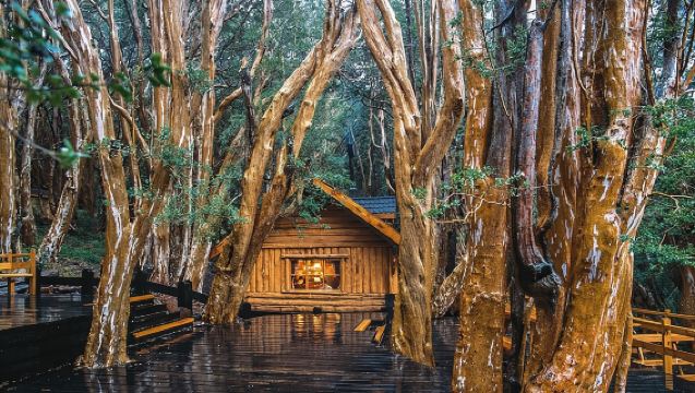 Tour with Navigation to the Arrayanes Forest and Victoria Island