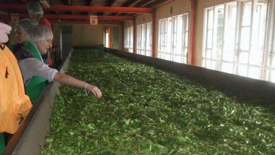 From Kandy: All Inclusive Kandy, Pinnawala & Tea Plantation