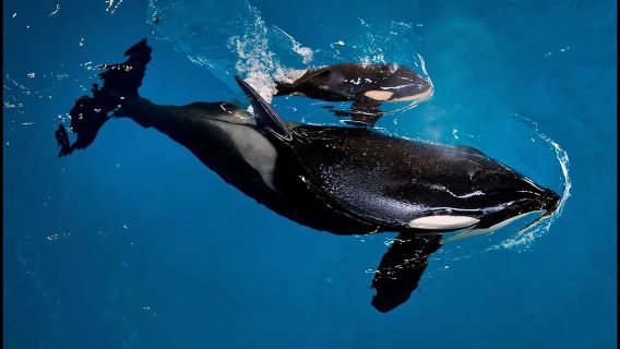 San Antonio: biglietto d'ingresso salta fila al parco SeaWorld