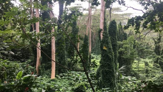 Manoa Falls eBike zum Wandern