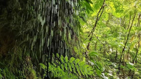 การเดินป่าในป่าฝนบาสแตร์