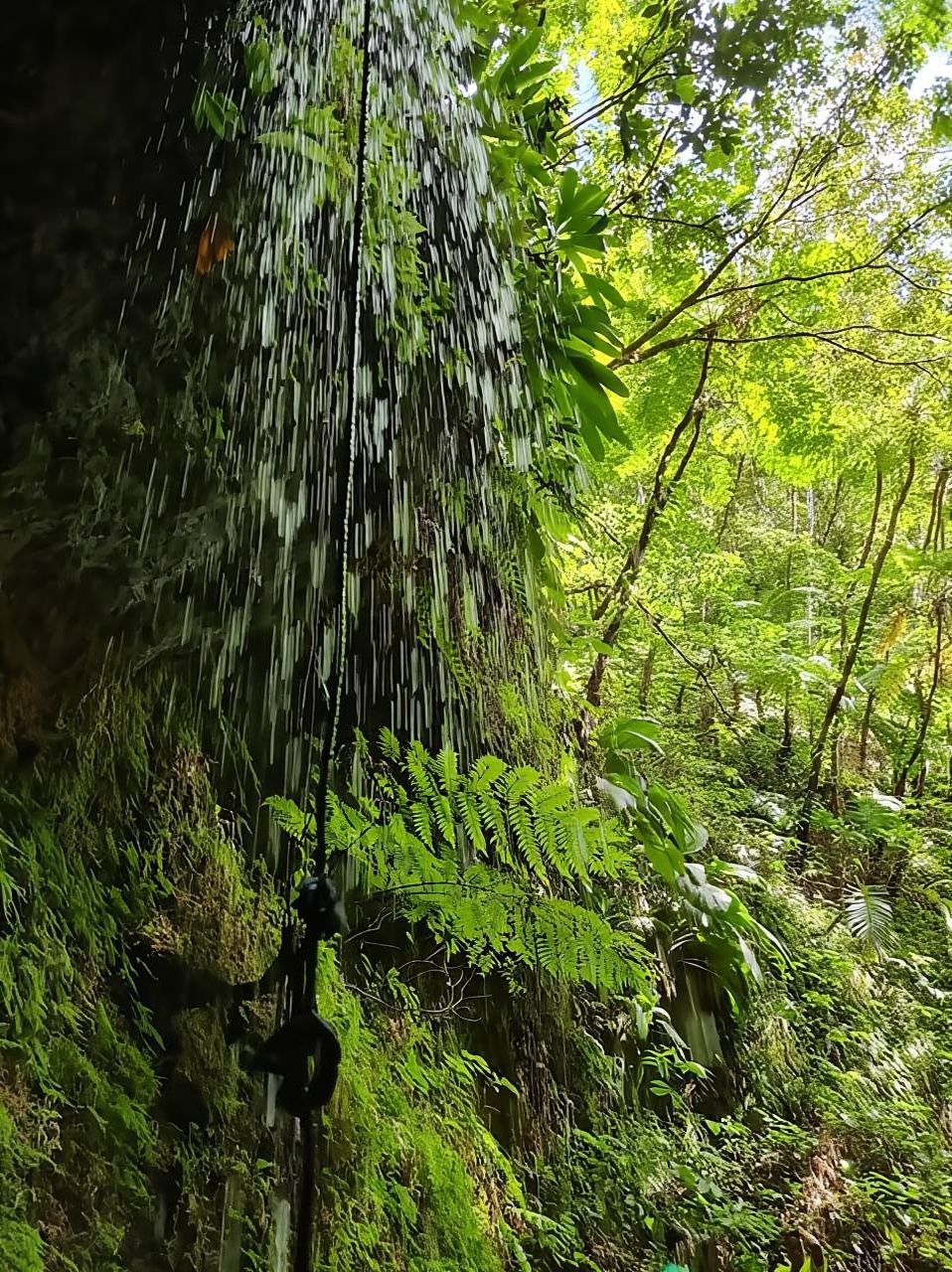 Basseterre Rainforest Hike
