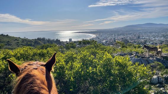 Punta del Este: Experience an unforgettable horseback ride in nature