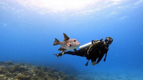Dubai ScubaDive.ae + Jumeirah Beach diving experience scuba diving 0.5h [Dubai scuba diving experience] 2