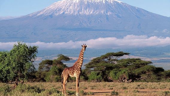 Nairobi, Kenya Departure: Amboseli National Park Day Tour (Maasai Village/Including Transfers)