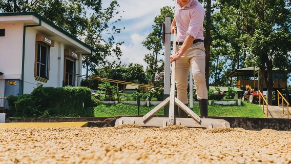 Alajuela: Visita guiada a una plantación de café con degustación