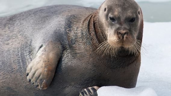 Longyearbyen: Arctic Boat Tour with Glacier & Wildlife
