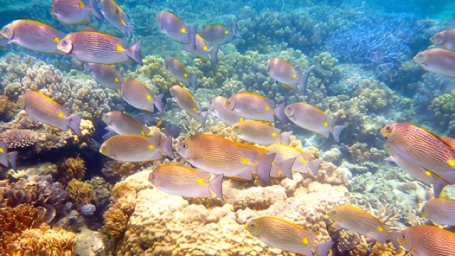 2 1/4 hr Low Isles Reef Sprinter Snorkeling Tour-No Island Access