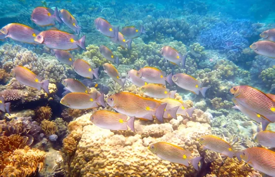 2.5 小時低島礁短途浮潛之旅 - 不包含島嶼通行