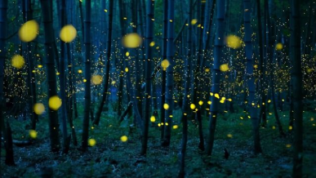 中科院西雙版納熱帶植物園+西雙版納傣族園一日遊純玩