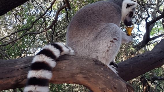 Buschbabys & Affenschutzgebiet und Elefantenspaziergang (privat)