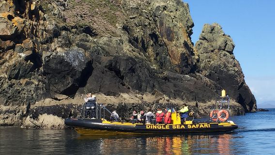 Exhilarating Rib experience - Dingle sea safari