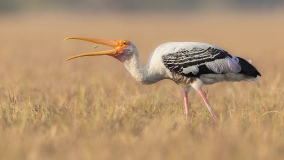阿格拉一日遊:法塔赫布爾西格里、珀勒德布爾鳥類保護區及月亮水井導覽服務。