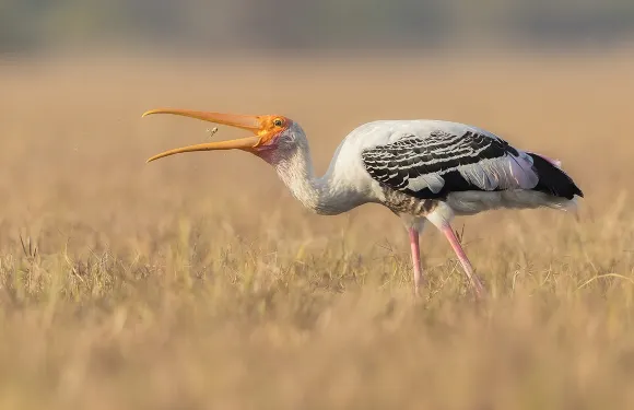 阿格拉一日遊：法塔赫布爾西格里、珀勒德布爾鳥類保護區及月亮水井導覽服務。