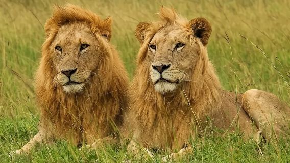 Lawatan Safari Peribadi : Taman Negara Nairobi