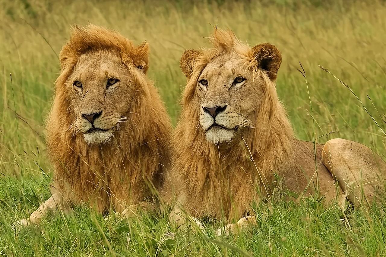 프라이빗 사파리 투어 : 나이로비 국립공원