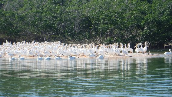 Everglades National Park wildlife and beach expedition