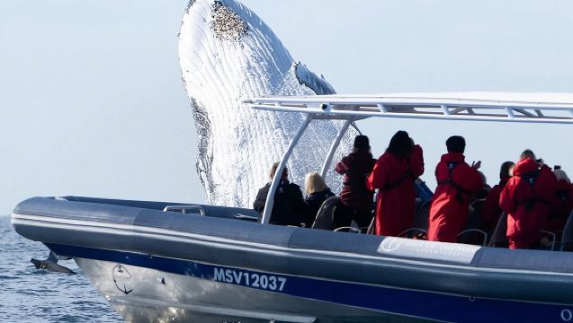 Premier Whale Watching Byron Bay