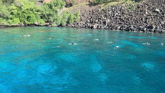 Snorkeling alla Barriera di Captain Cook nella Baia di Kealakekua